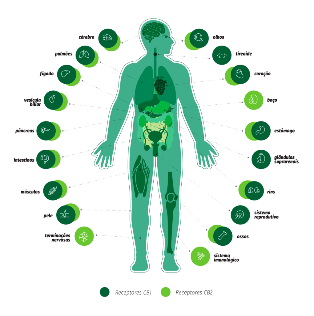 Receptores CB-01